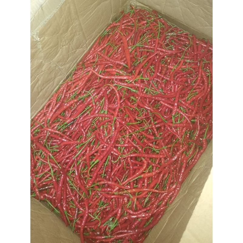 

[SKD BUMBU] CABE MERAH KERITING 250 GRAM