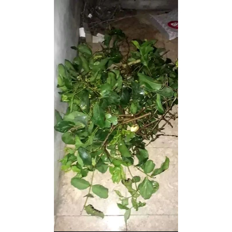 

DAUN BENALU KELOR