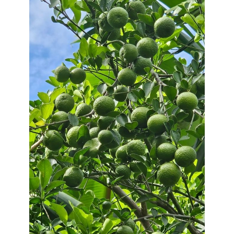 

Jeruk Limau 100g, 250 g