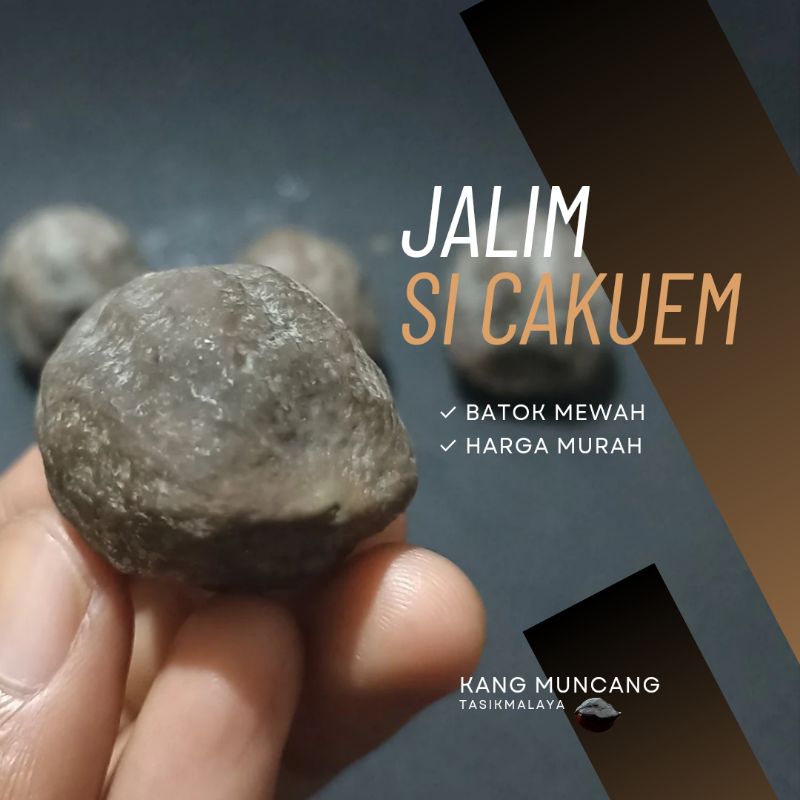 Muncang Kemiri Adu Jalim Si Cakuem Batok Tebal