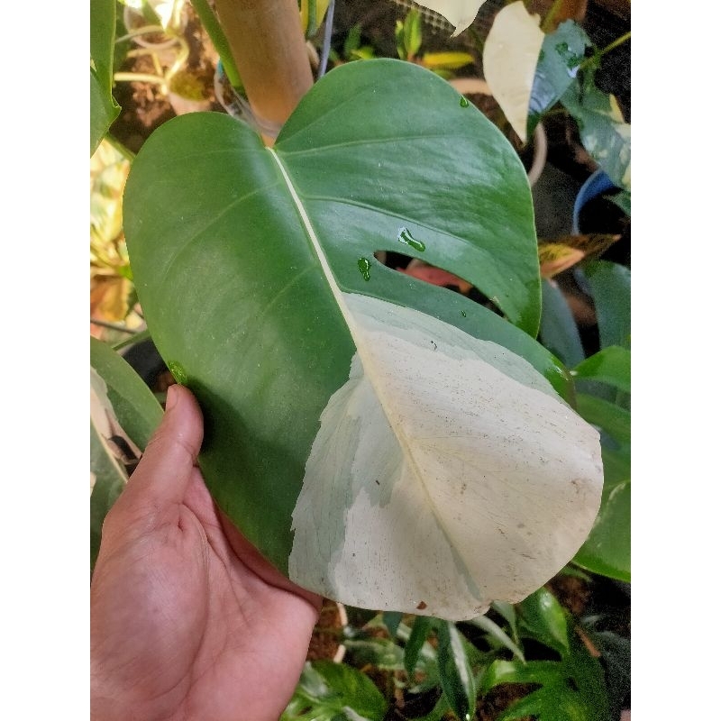 TANAMAN HIAS MONSTERA VARIGATA 1 DAUN PANCING