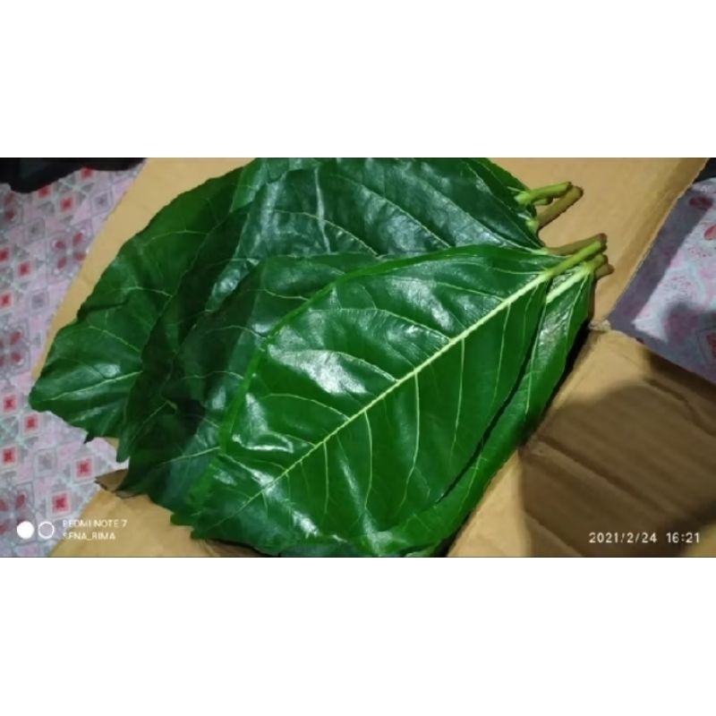 

10 Lembar + Bonus Termurah Daun Awar Awar Segar Langsung Petik Ketika Orderan Masuk 100%Original