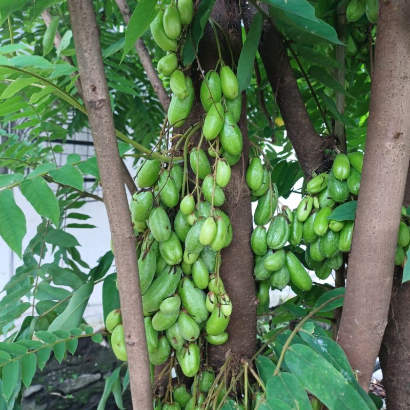 

Belimbing wuluh segar fresh metik pohon