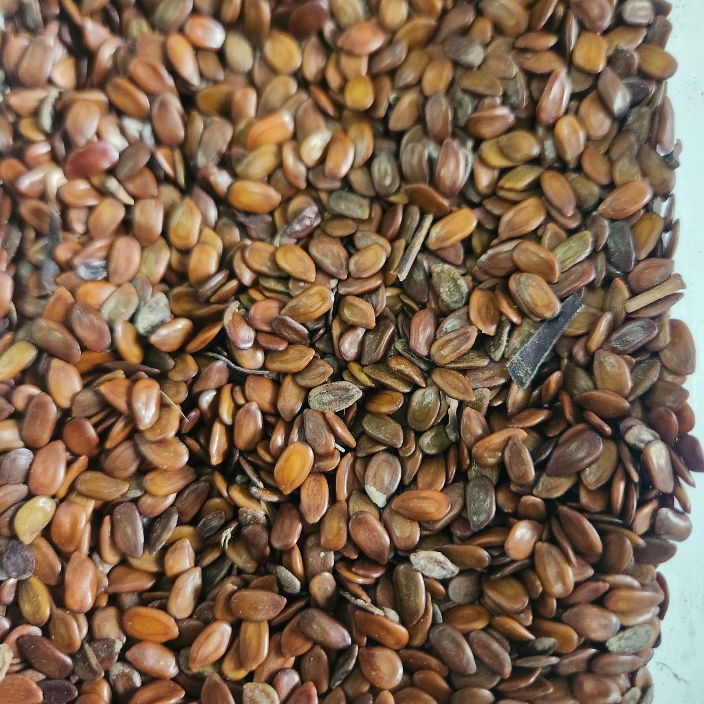 

(1kg) Biji Mlanding Petai Cina Lamtoro Metir Kupas Kering