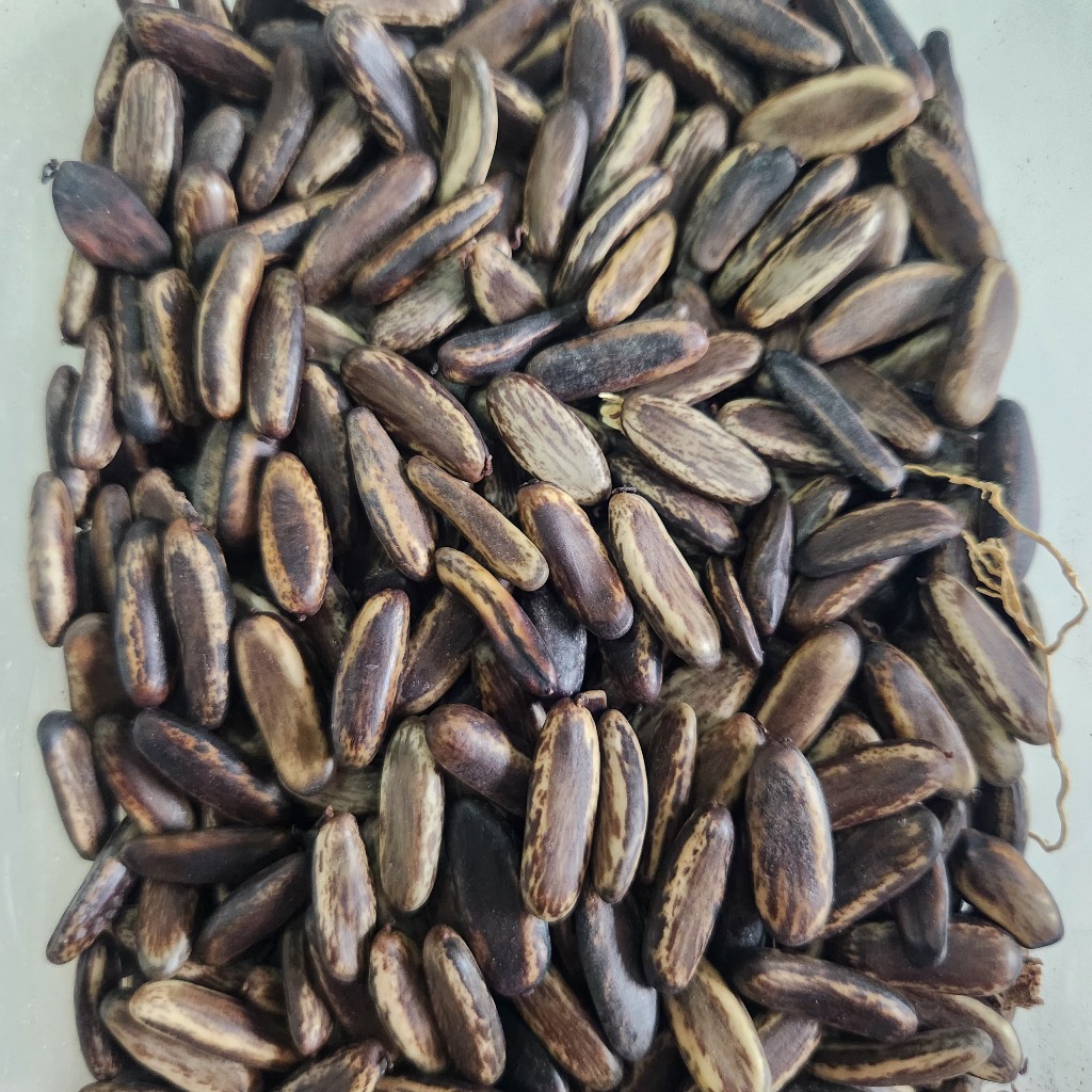 

(1kg) Biji Flamboyan Benih Bibit