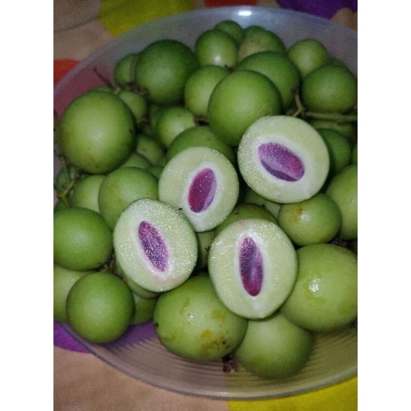 

buah ganaria