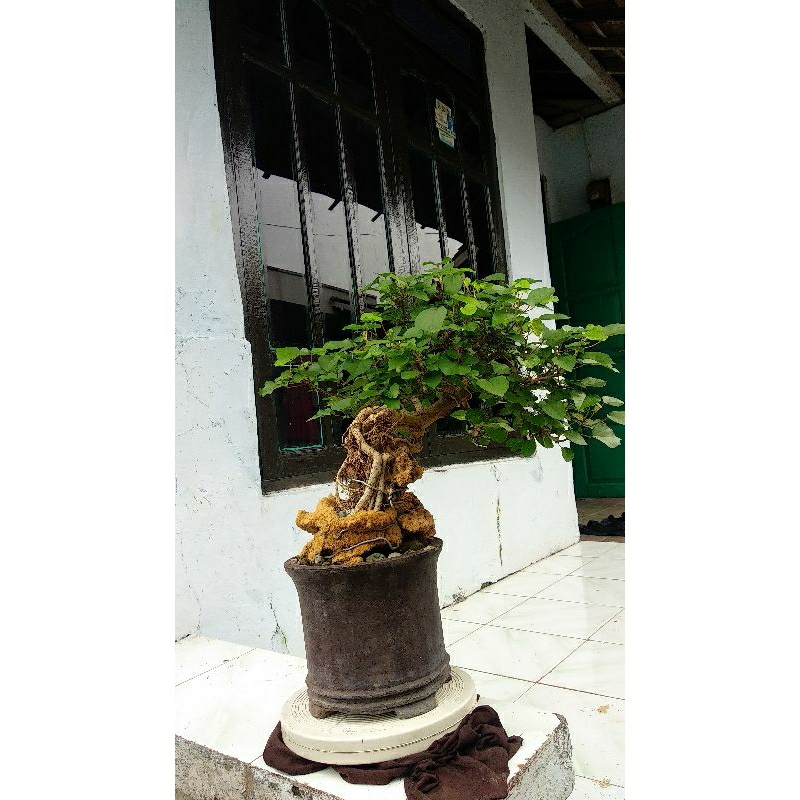 Bonsai Waru vietnam micro Expose root