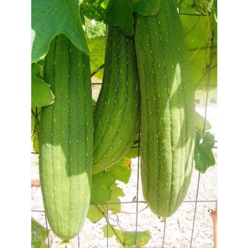 BENIH OYONG TAIWAN LUFFA 50BIJI