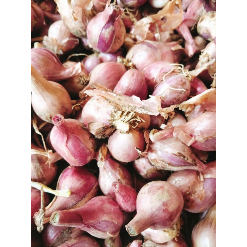 

bawang merah kecil brambang kecil 1 kg