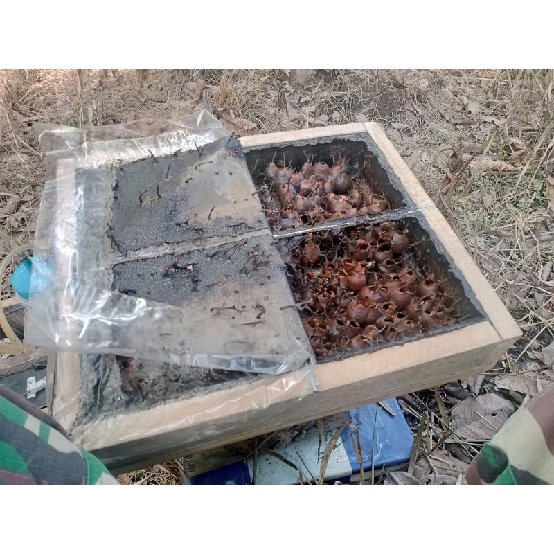 

Madu Murni 100% Kelulut Klanceng Trigona Itama Ukuran (250ml) Asli Hutan Kalimantan