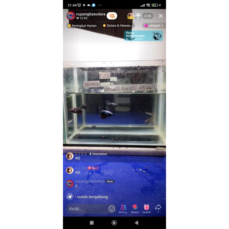 

ikan gik 7