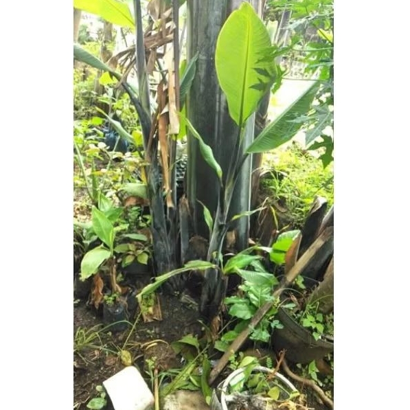 BIBIT PISANG KLUTUK WULUNG/PISANG BATU (BIBIT TANAMAN PREMIUM)