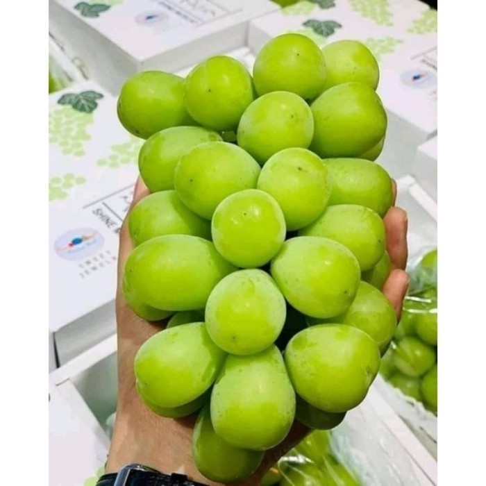 Bibit Tanaman Anggur Shine Muscat