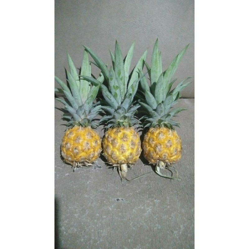

paket nanas madu pemalang 3pcs
