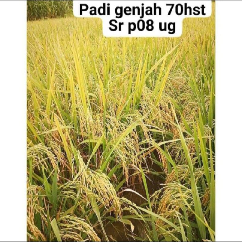 BENIH BIBIT PADI SR - P08 ULTRA GENJAH TERBARU 1KG
