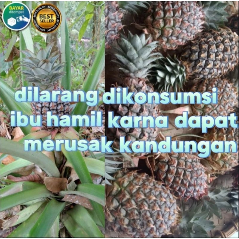 

buah nanas muda segar