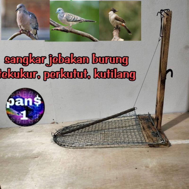 Jebakan Burung Tempel Di Sangkar Untuk Tekukur Perkutut