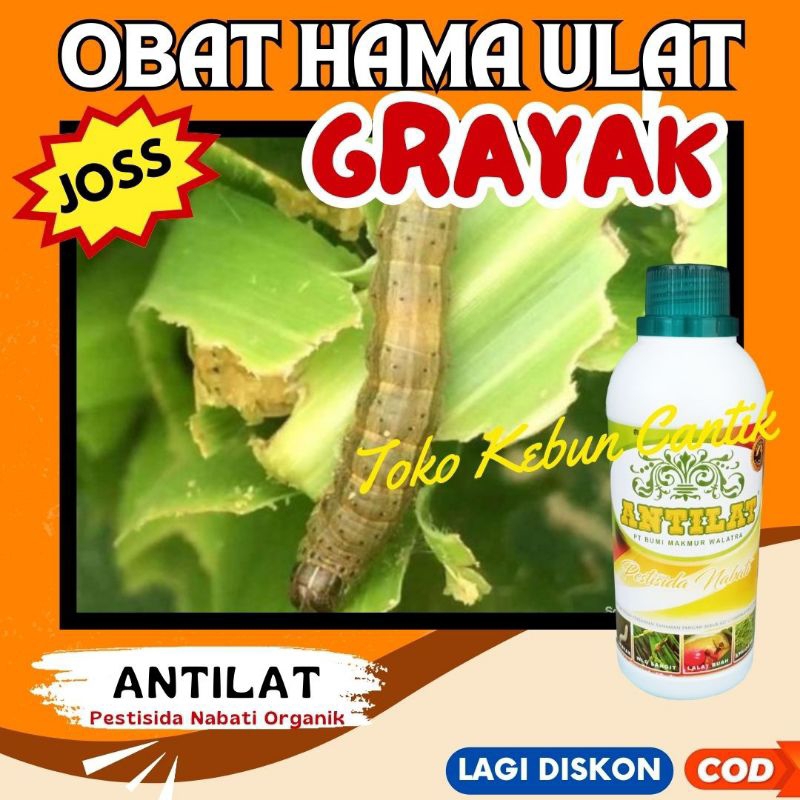 Insektisida Ulat ANTILAT 500ML – Solusi Pengusir Hama Ulat pada Tanaman Padi, Tomat, Cabe, Jagung, A