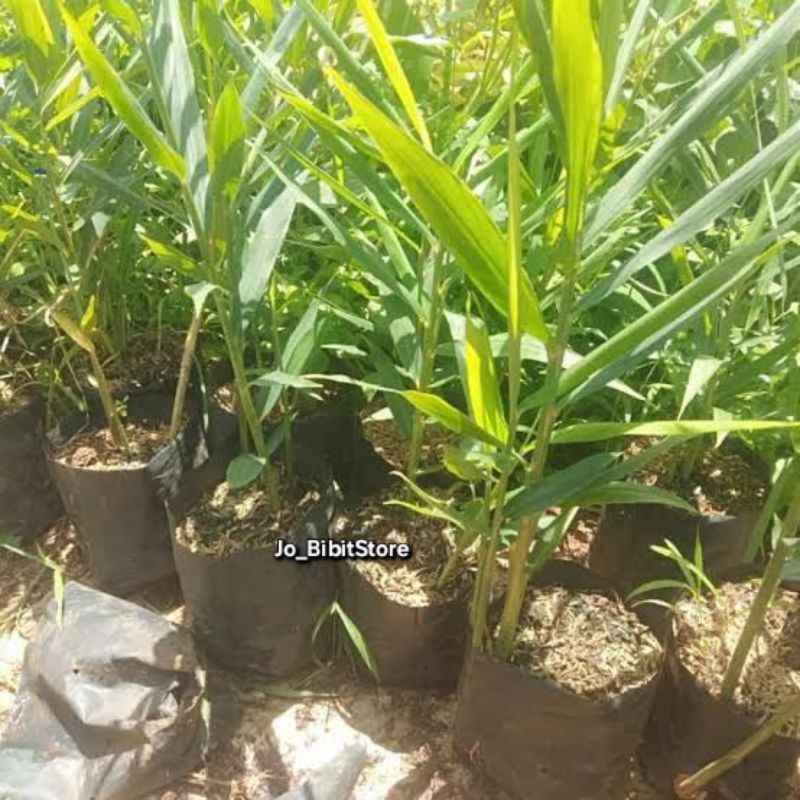 Bibit Jahe Merah Unggul Super