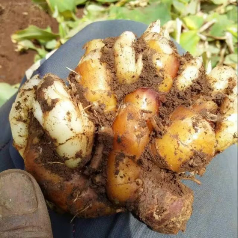 

Kencur Segar Asli Pegunungan Muria - Kencur Bumbu Kencur Rempah