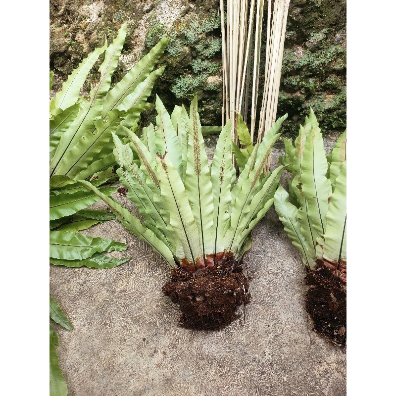 Kadaka Jumbo