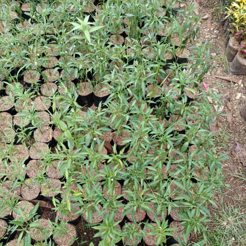 cabe keriting, bibit cabe keriting