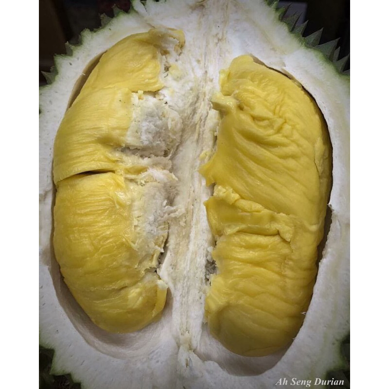 

Durian montong super big premium 500 grm