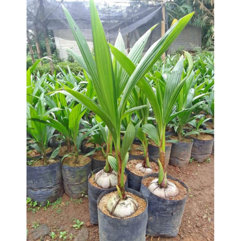 Bibit Kelapa Hibrida Unggul