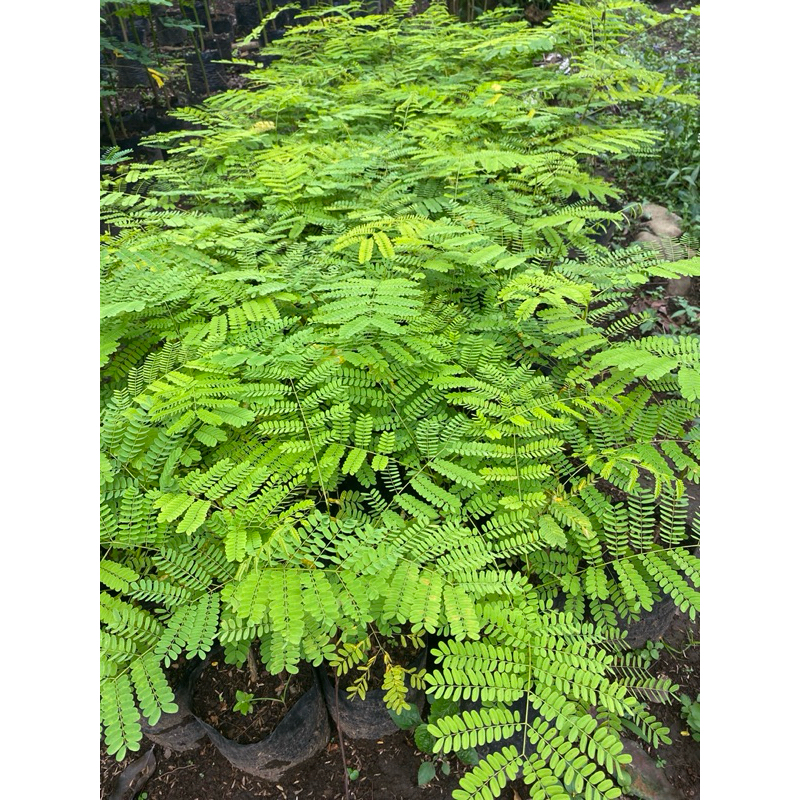 Tanaman Bunga Flamboyan - Pohon Flamboyan - Bunga Plamboyan