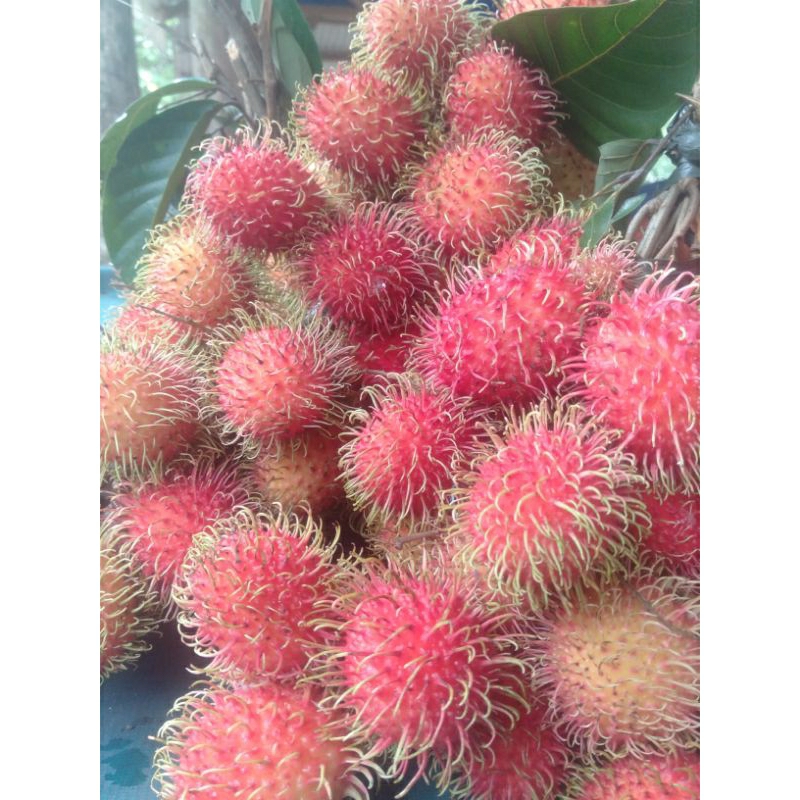 

RAMBUTAN ACEH 500gr FRESH