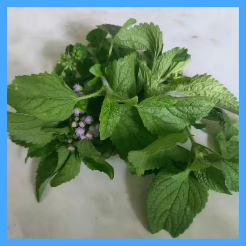 

Daun Babadotan Segar herbal alami (paket 200 gram)