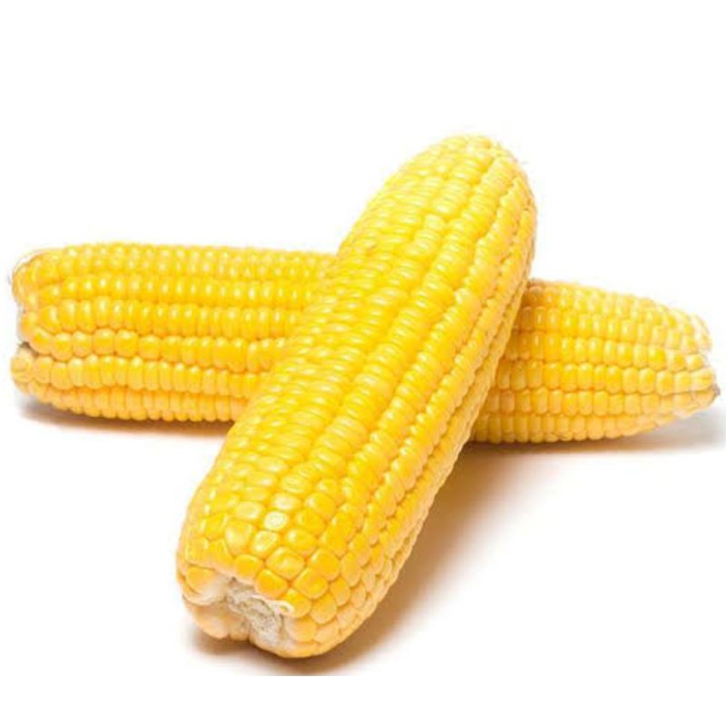 

Jagung Madu Besar Manis