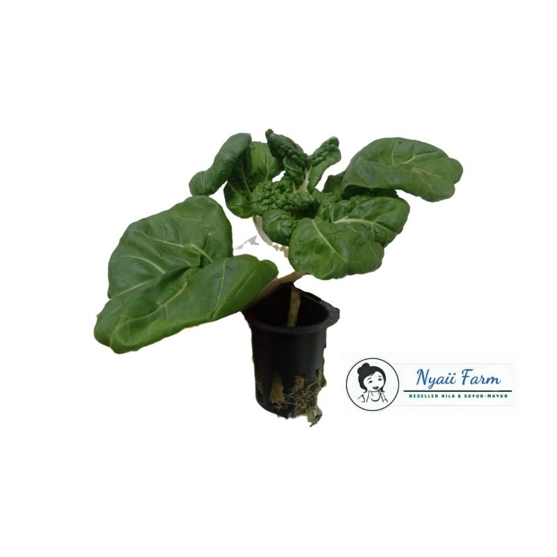 

Sayur Organik Nai Bai/Baby Pokcoy Aquaponic Organic 270gr