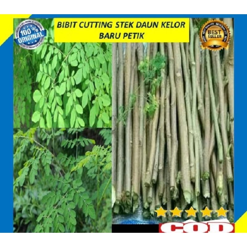 Bibit stek daun kelor/bibit sutting stek kelor segar