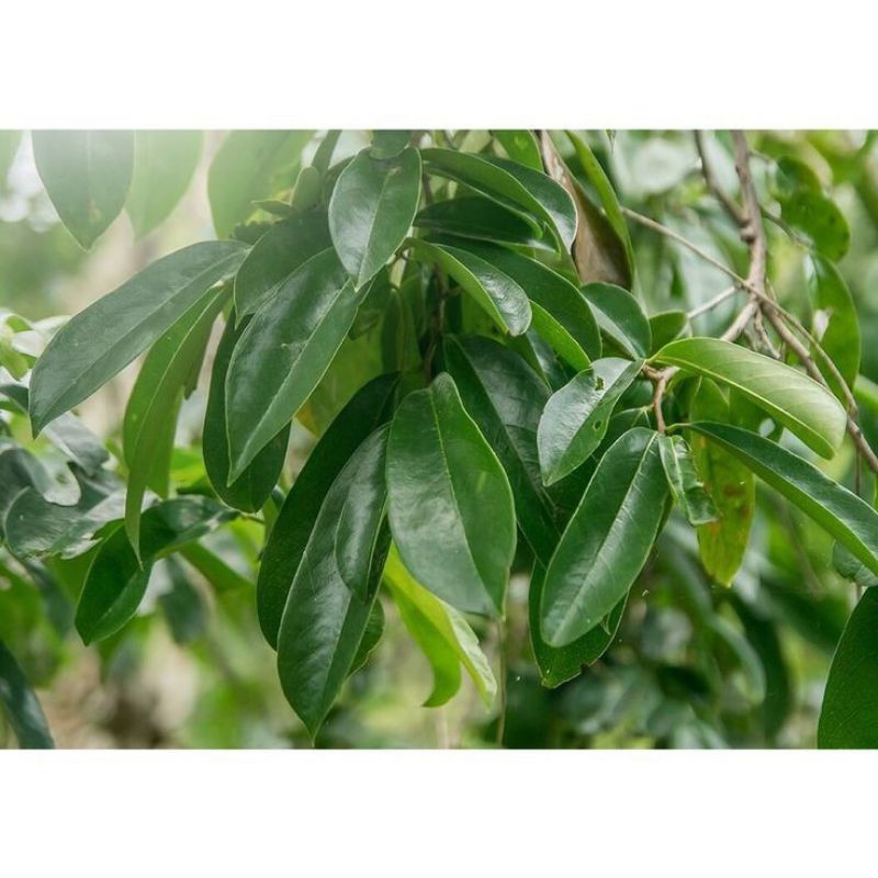 

Daun Sirsak Obat Herbal Langsung Petik dari Pohon