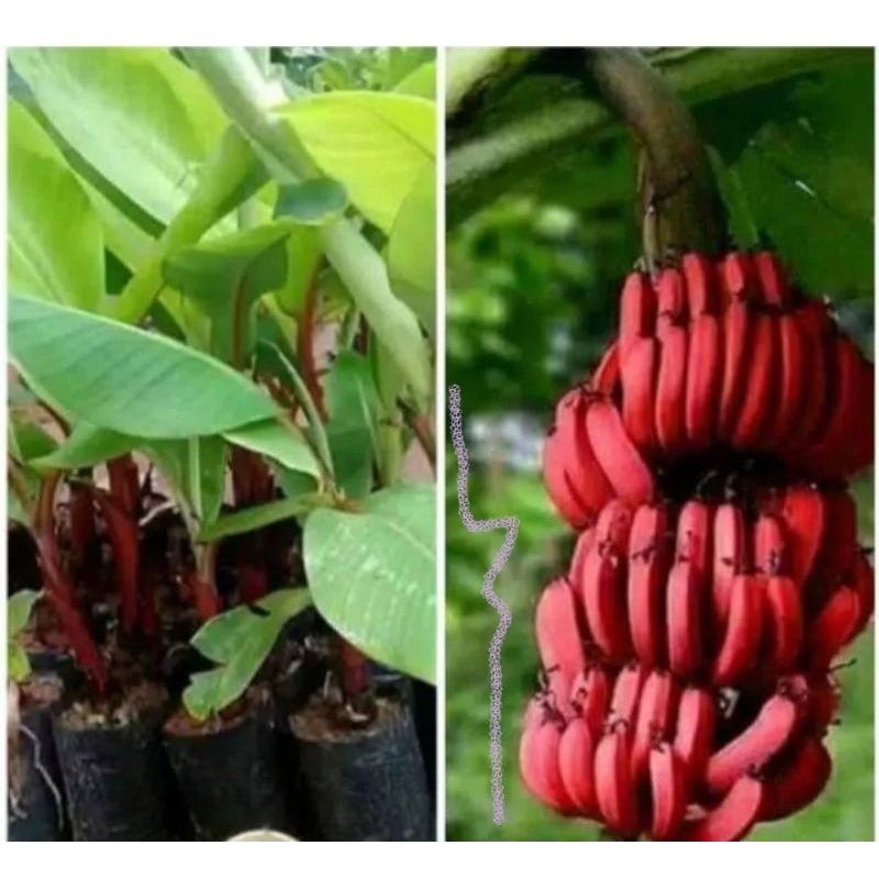 bibit pisang merah pisang kidang