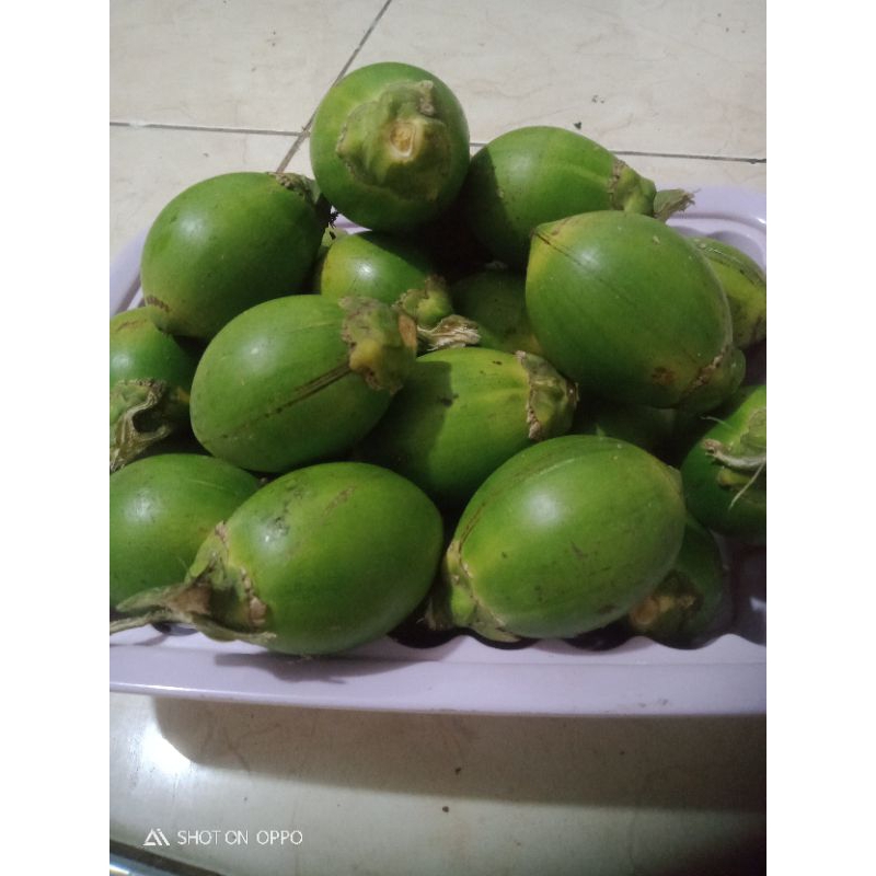 

PINANG WANGI TUA KULIT HIJAU UNTUK DI MAKAN(NGINANG) 100%ASLI,PAKET ISI 50 BIJI