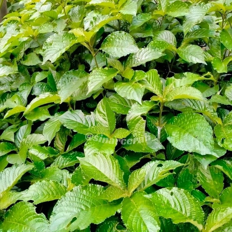 Daun Keji Beling -Pecah Beling- Tanaman herbal keji beling/pecah beling