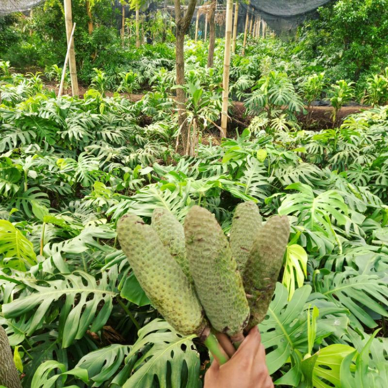 

Buah mostera deleciosa super manis