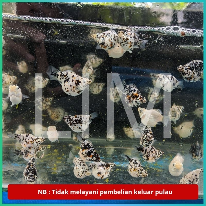 Dekorasi Aquarium Molly Balon Marble