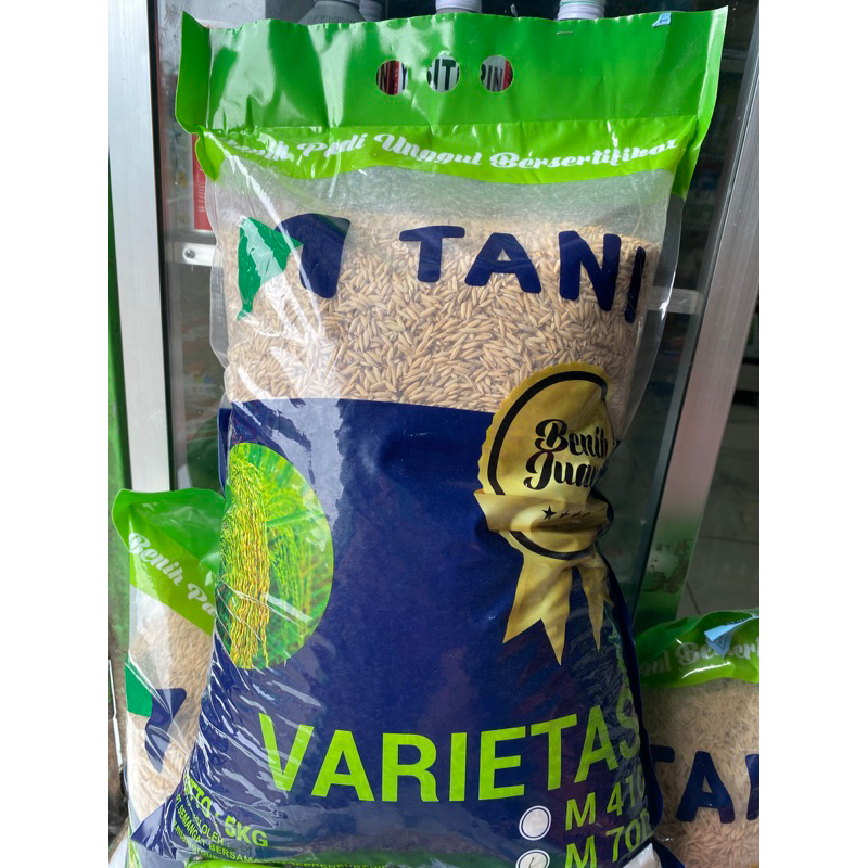 BENIH PADI M70D M TANI BENIH PADI GENJAH PADI UNGGUL MURAH 5KG ORIGINAL