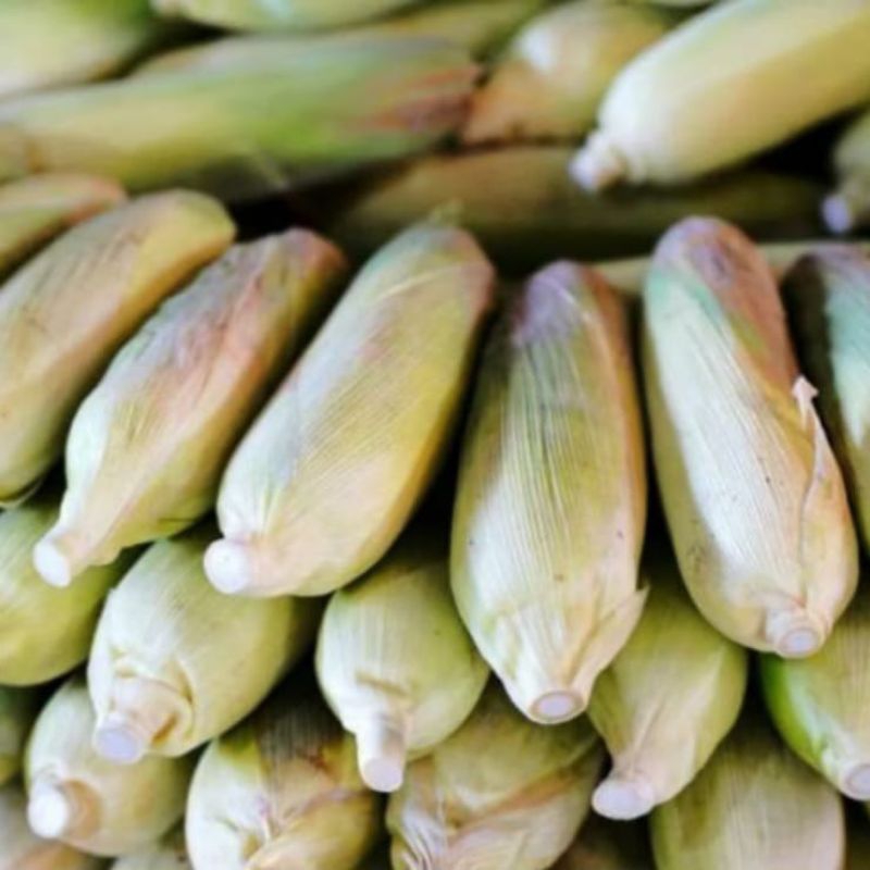 

JAGUNG MANIS BERKUALITAS 500 GRM