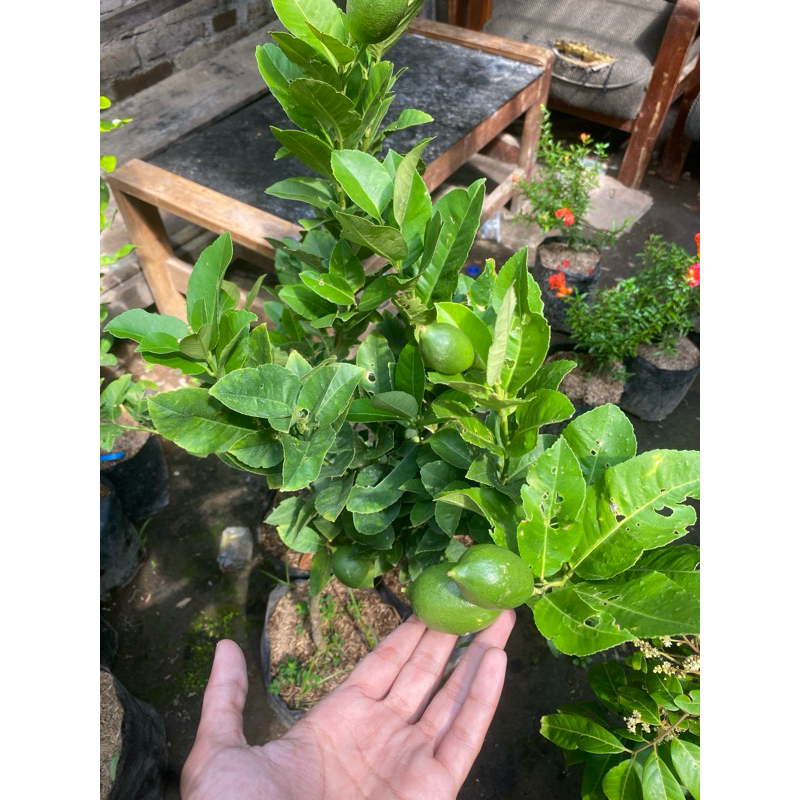 

BIBIT JERUK LEMON KONDISI BAWA BUAH SPESIAL LIVE