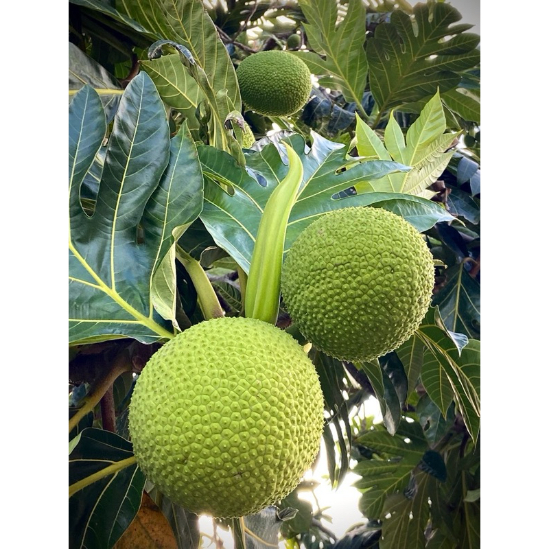 

buah sukun fresh dadakan 1kg