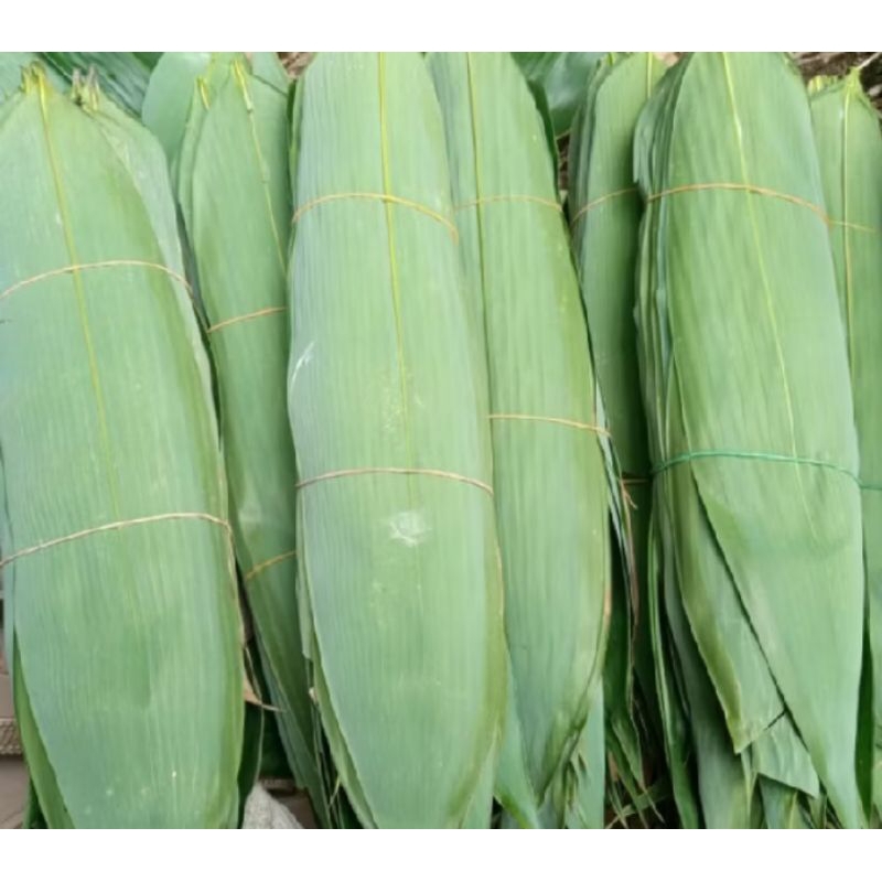 

daun bambu JUMBO bungkus bacang