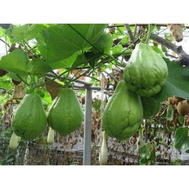 

bibit labu siam siap tanam