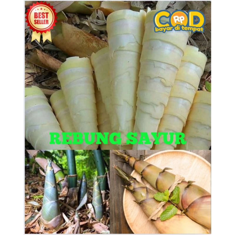 

Rebung bambu muda segar 1kg \\ rebung jawa olahan sayur