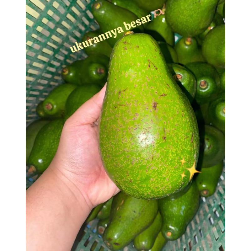 

alpukat mentega