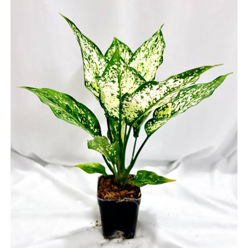 Aglaonema snow white - tanaman hias snow white - tanaman hias hidup
