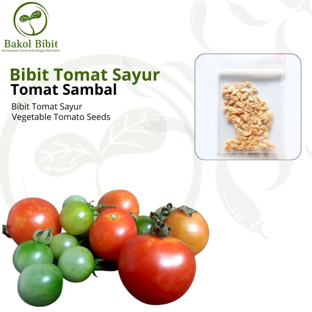 

BAKOL BIBIT-Aneka Bibit Tomat Sayur Bibit Unggul Cocok Ditanam Dipekarangan Kecil